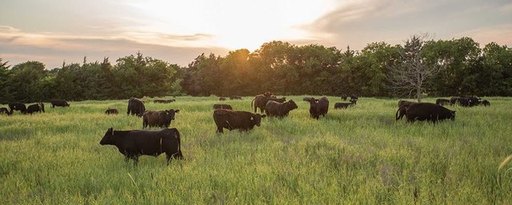 cattle grazing 1.jpg